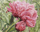 Peony 1