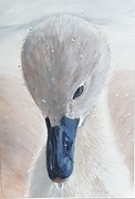 Young Swan